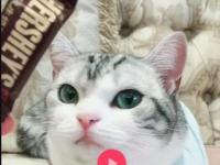 互联网要闻：抖音momo酱猫咪主人是谁 河卜卜的momo酱个人资料介绍